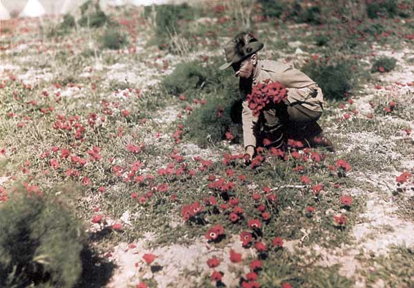 Flowers are always nice (Frank Hurley, photographer)